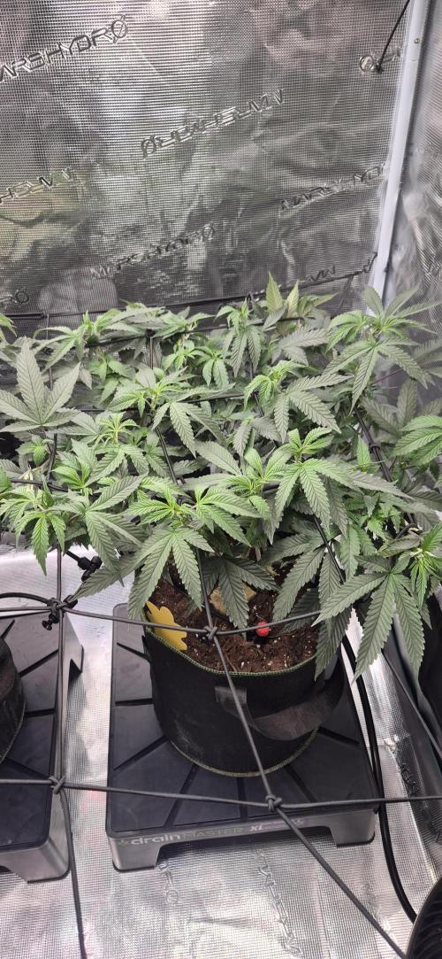 Steckling Lemon Mints. Week 6