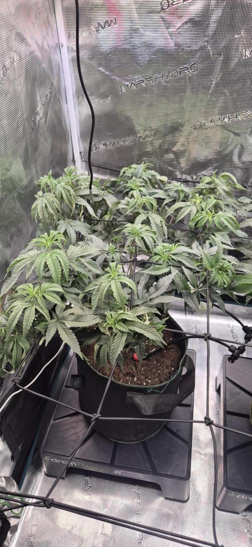 Steckling Lemon Mints. Week 6