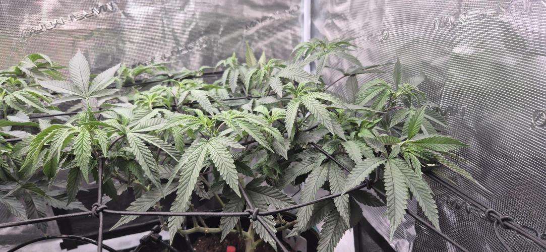 Steckling Lemon Mints. Week 6