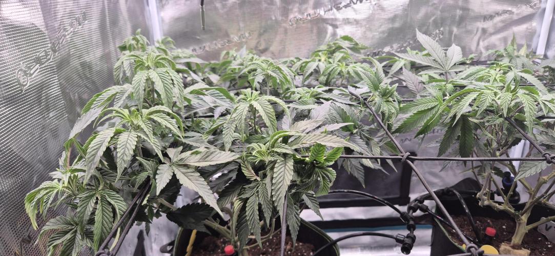 Steckling Lemon Mints. Week 6
