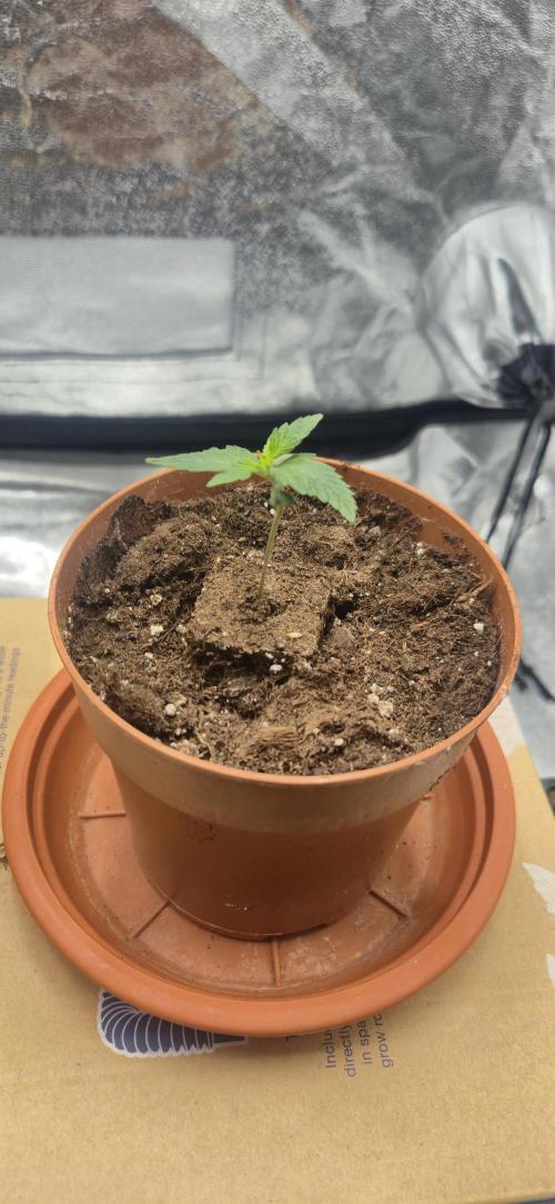 Lemon Tree - Barneys Farm. Week 1
