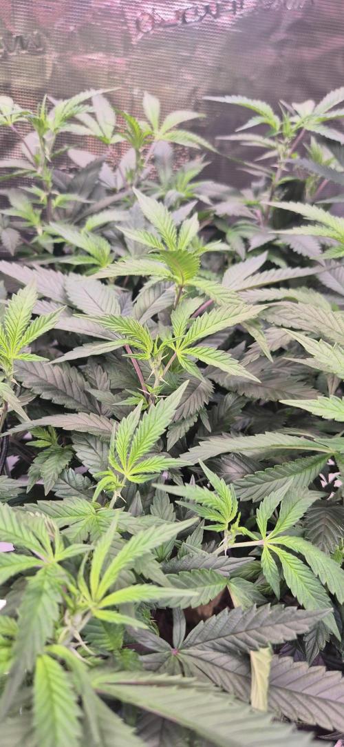 Steckling Lemon Mints. Week 7