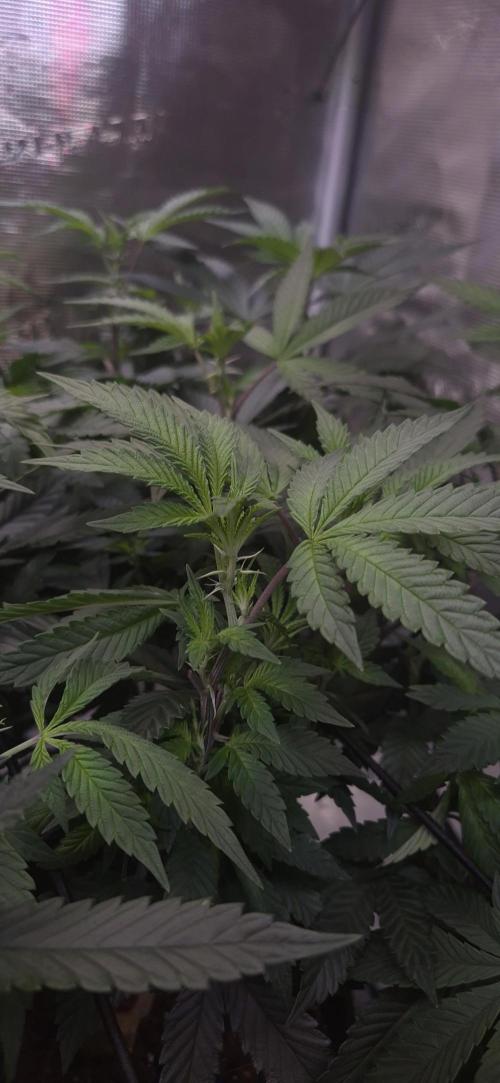Steckling Lemon Mints. Week 7