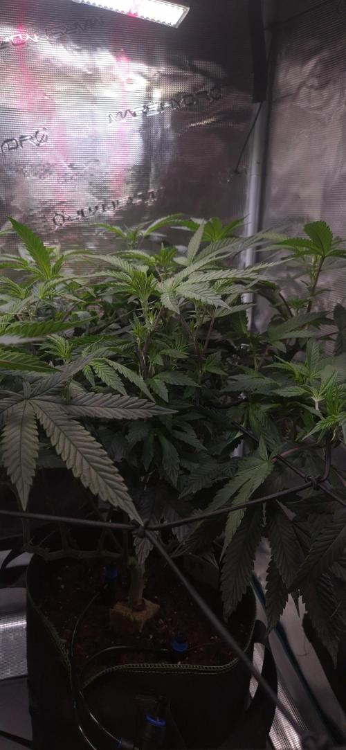 Steckling Lemon Mints. Week 7