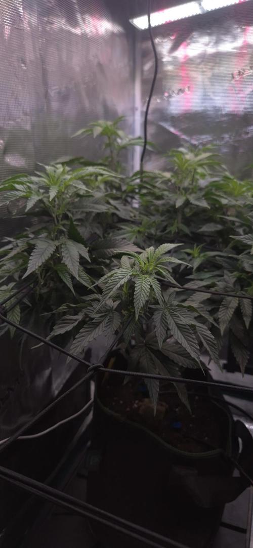 Steckling Lemon Mints. Week 7