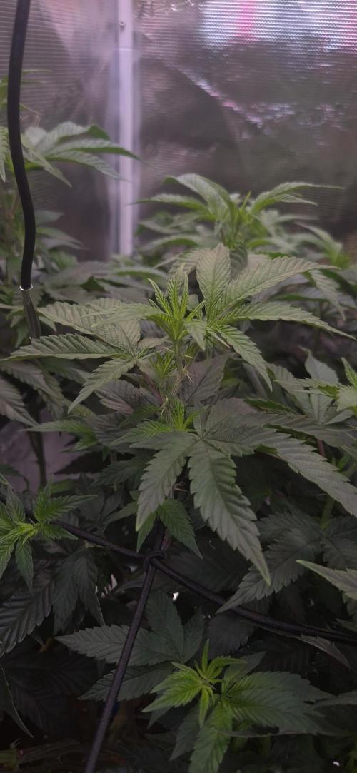 Steckling Lemon Mints. Week 7