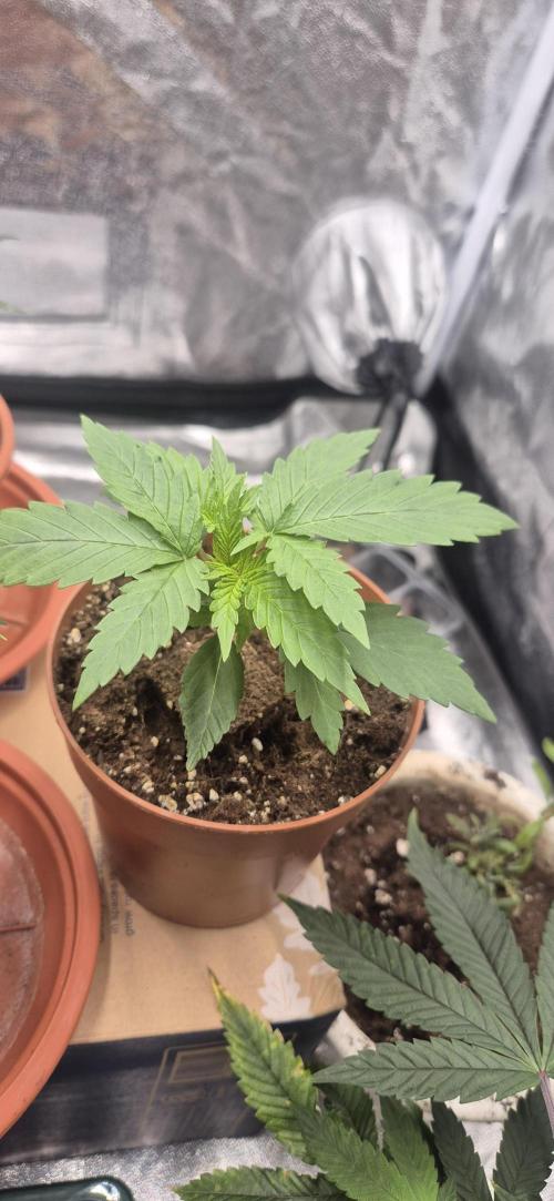 Lemon Tree - Barneys Farm. Week 2