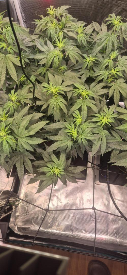 Steckling Lemon Mints. Week 8