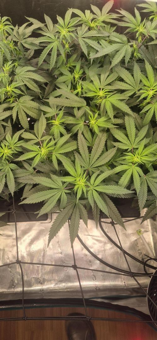 Steckling Lemon Mints. Week 8
