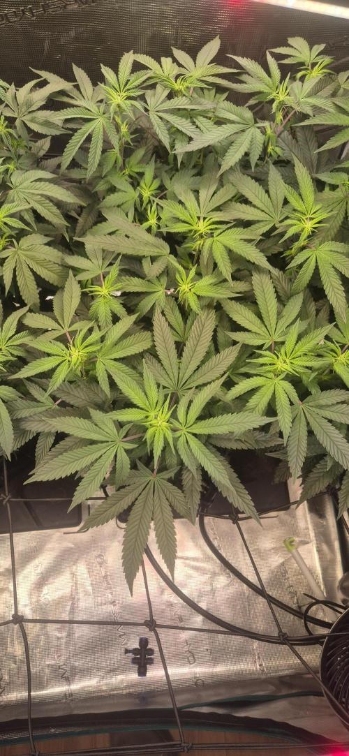 Steckling Lemon Mints. Week 8