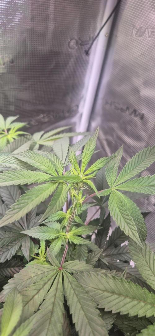 Steckling Lemon Mints. Week 8
