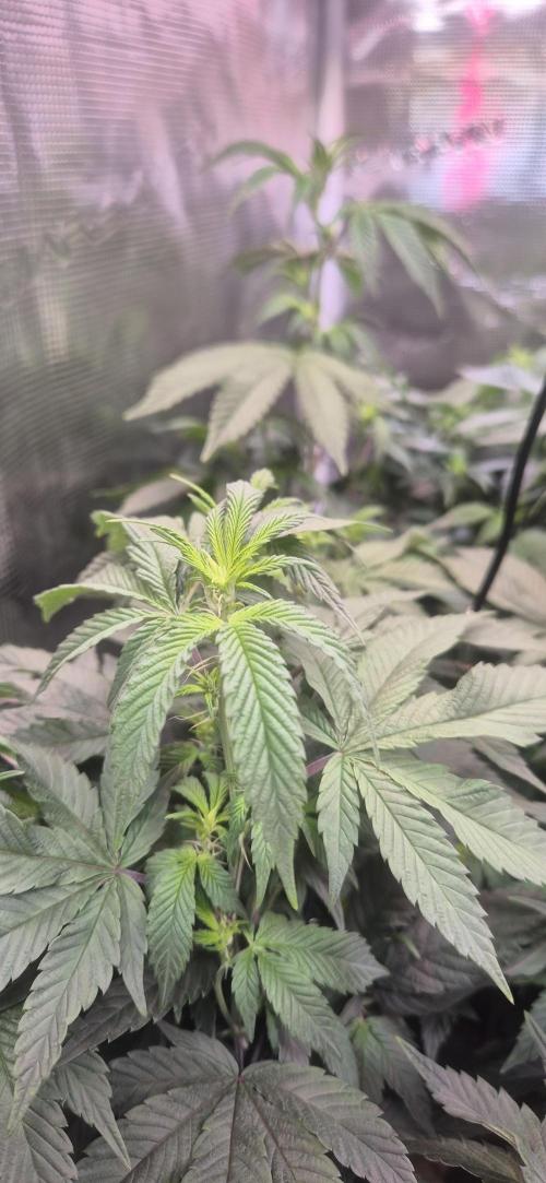 Steckling Lemon Mints. Week 8
