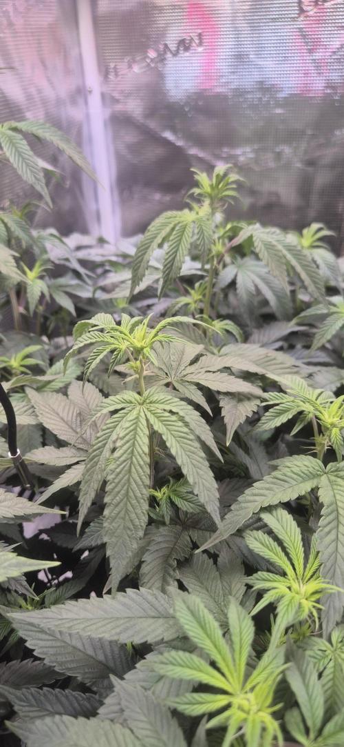 Steckling Lemon Mints. Week 8