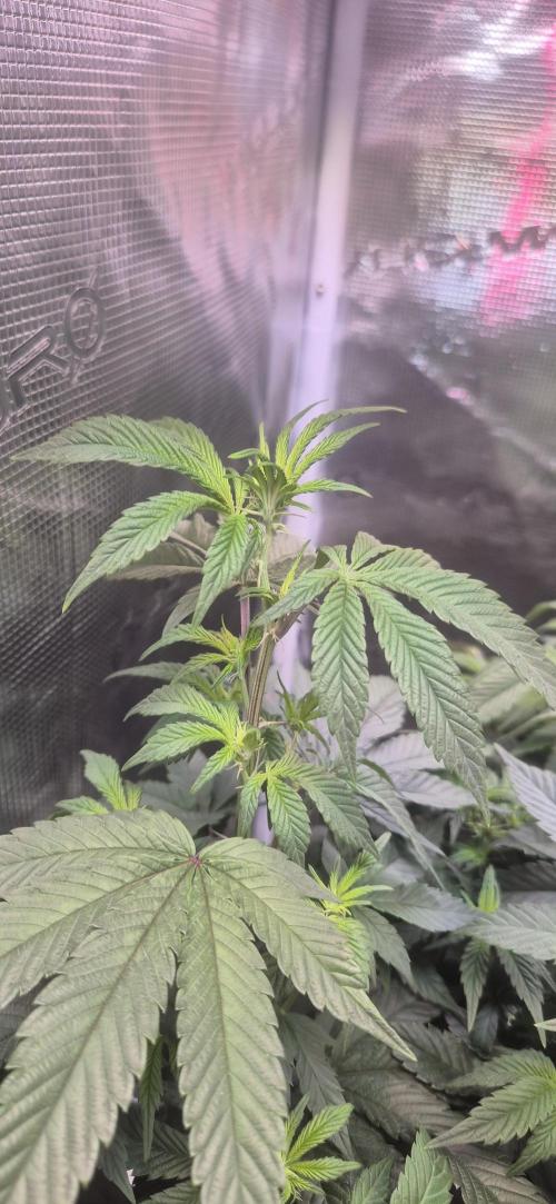 Steckling Lemon Mints. Week 8