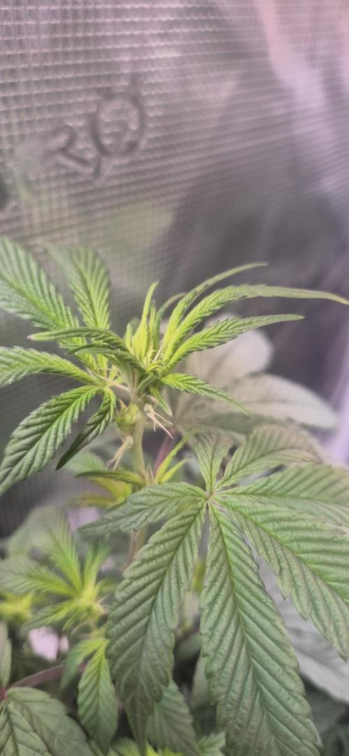 Steckling Lemon Mints. Week 8