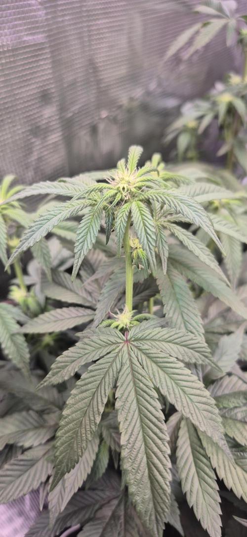 Steckling Lemon Mints. Week 9 - LM BT 21