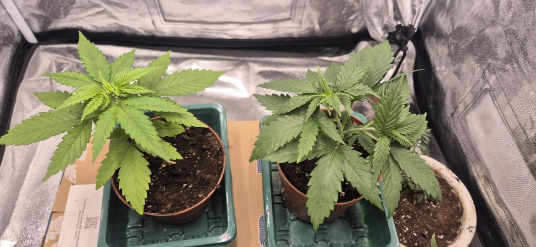 Lemon Tree - Barneys Farm. Week 3