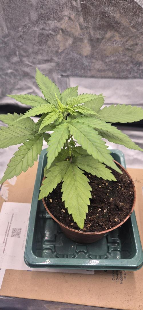 Lemon Tree - Barneys Farm. Week 3