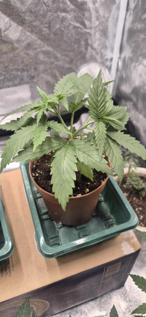 Lemon Tree - Barneys Farm. Week 3