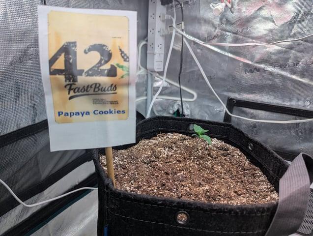 FastBuds April 2026. Week 1 - First real leaves started
