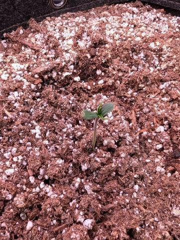FastBuds April 2026. Week 1 - Ztrawberriez starting to show the first leaf