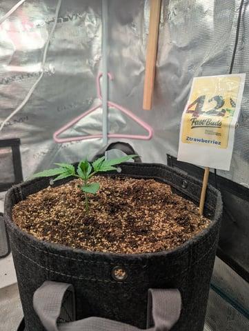 FastBuds April 2026. Week 2 - finally I consider it a non seedling!