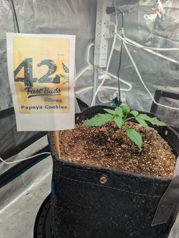 FastBuds April 2026. Week 2 - no longer a seedling