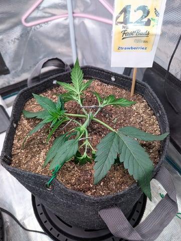 FastBuds April 2026. Week 3 - Tried LST, but the main stem snapped, so HST it is