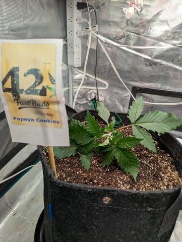 FastBuds April 2026. Week 3 - LST started with no issues 