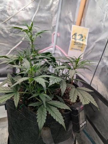 FastBuds April 2026. Week 4 - Pre flower 