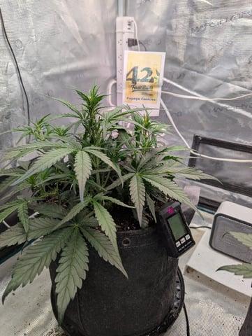 FastBuds April 2026. Week 4 - Preflower
