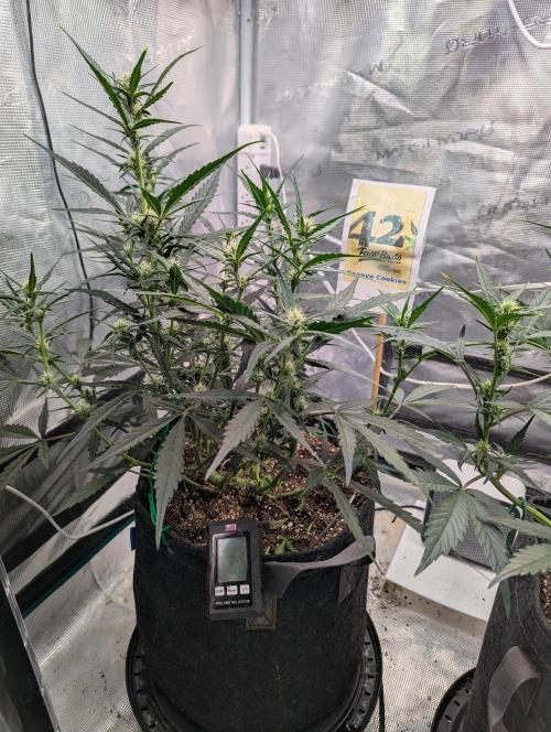 FastBuds April 2026. Week 5