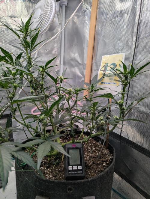 FastBuds April 2026. Week 5