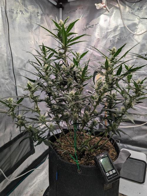FastBuds April 2026. Week 6