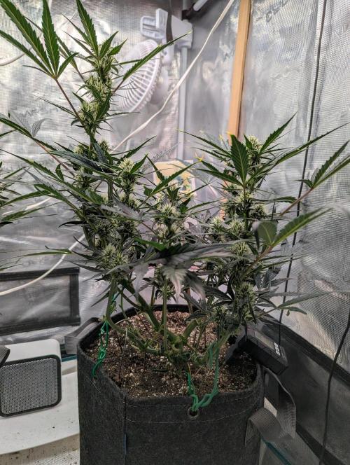 FastBuds April 2026. Week 6