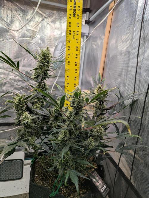 FastBuds April 2026. Week 7