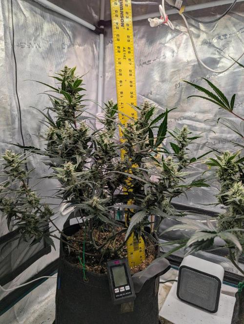 FastBuds April 2026. Week 7