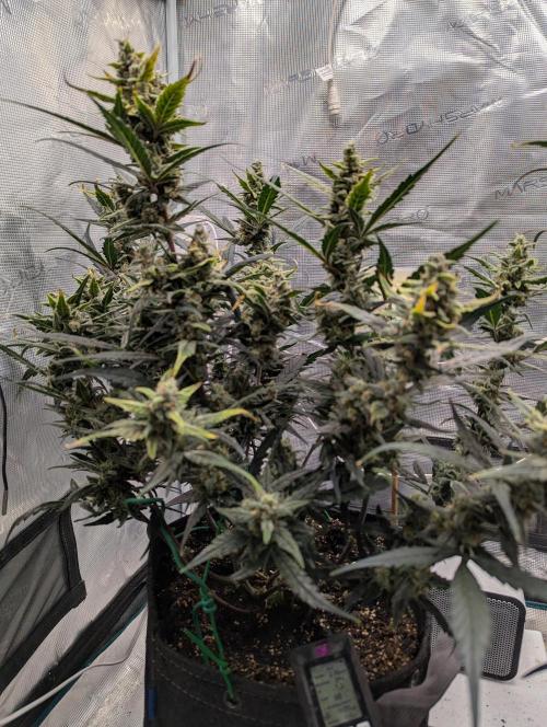 FastBuds April 2026. Week 8