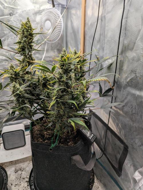 FastBuds April 2026. Week 8