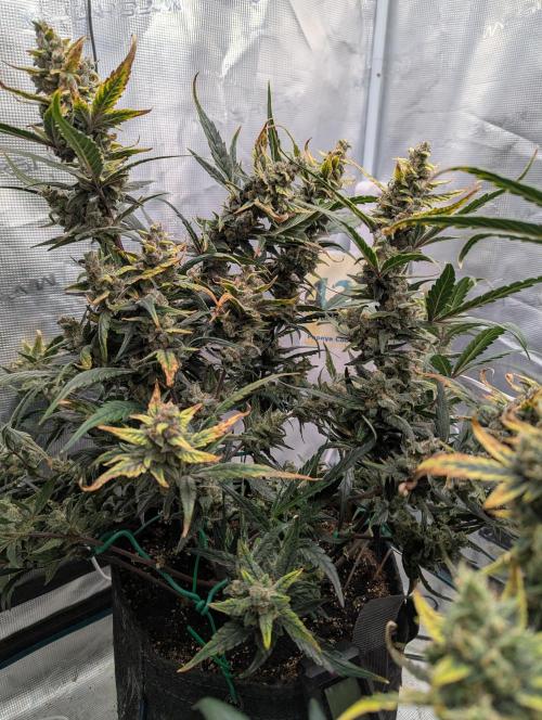 FastBuds April 2026. Week 9