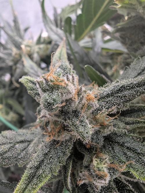 FastBuds April 2026. Week 9