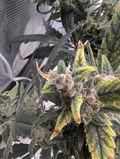 FastBuds April 2026. Week 9
