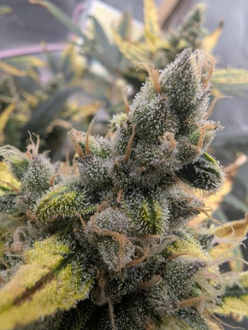 FastBuds April 2026. Week 9