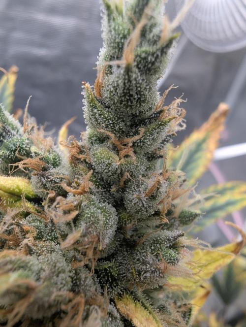 FastBuds April 2026. Week 9