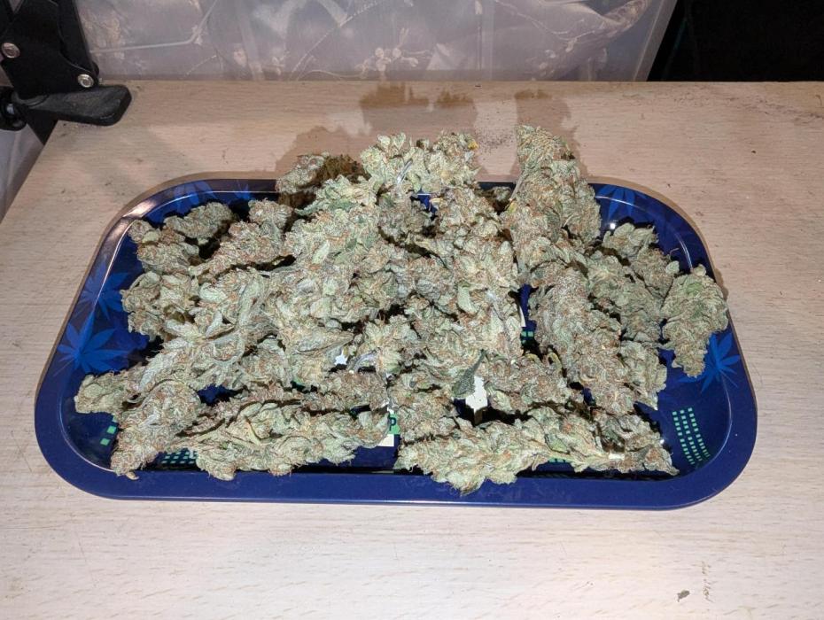FastBuds April 2026. Week 10 - Here is the final Product.
