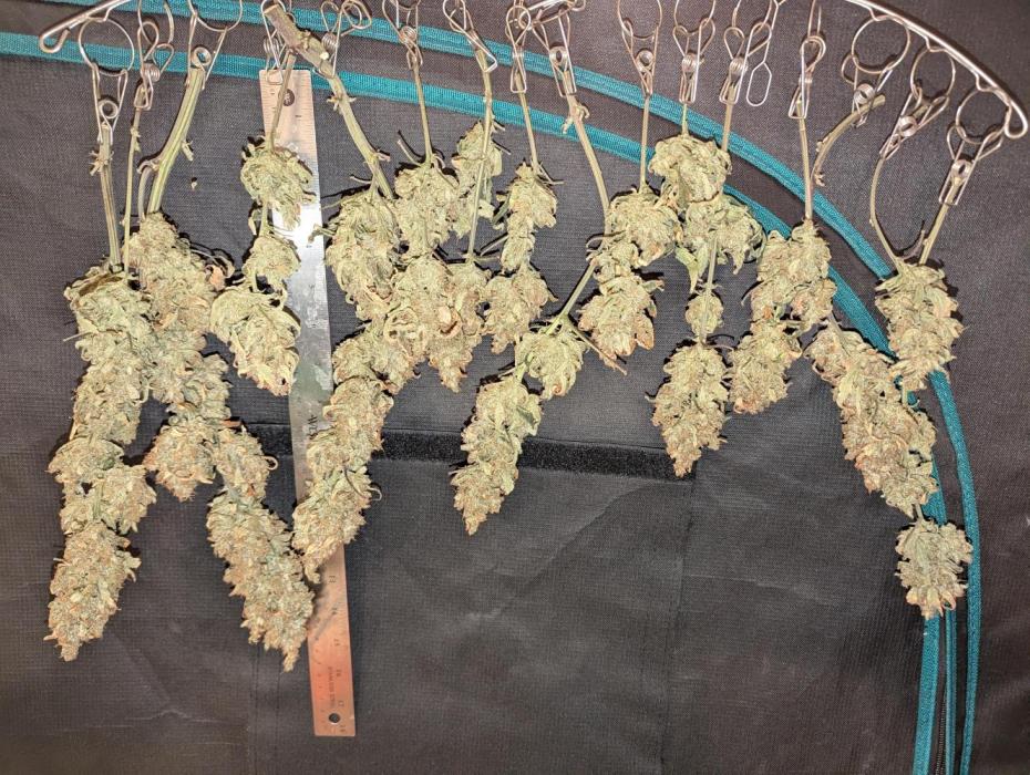 FastBuds April 2026. Week 11 - Here they are drying