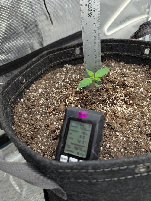 Forbidden Fruitz Auto. Week 1