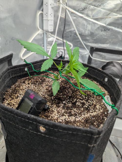 Forbidden Fruitz Auto. Week 2