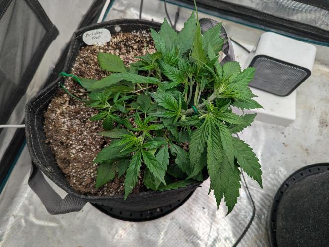 Forbidden Fruitz Indoor Grow. Week 3 - Top view showing fullness