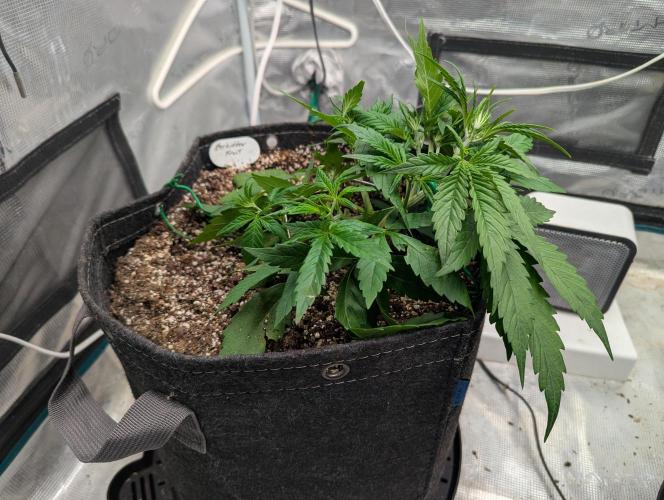 Forbidden Fruitz Auto. Week 3